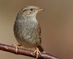 Prunella modularis