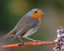 Erithacus rubecula