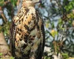 Parabuteo unicinctus