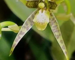 Orquidea brasia miniatura