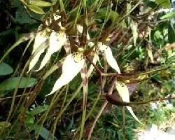 Brassia sp
