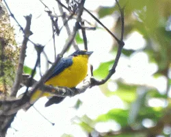 Euphonia hirundinacea