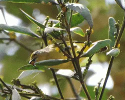 Euphonia hirundinacea