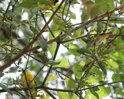 Euphonia hirundinacea