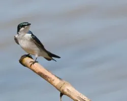 Tachycineta albilinea