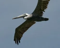Pelecanus occidentalis