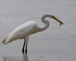 Ardea alba