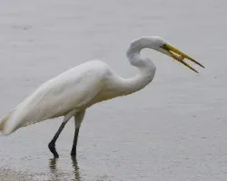 Ardea alba