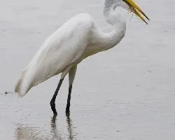 Ardea alba