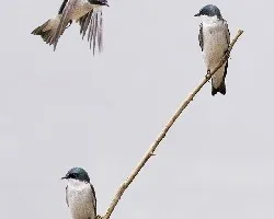 Tachycineta albilinea