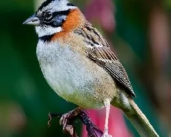 Zonotrichia capensis