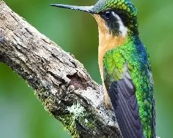 Lampornis calolaemus