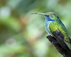 Colibri thalassinus