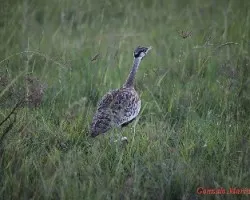 Eupodotis hartlaubii