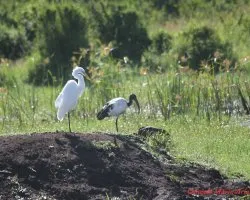 Garza e ibis sagrado