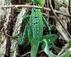 Basiliscus plumifrons
