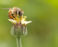 Abeja