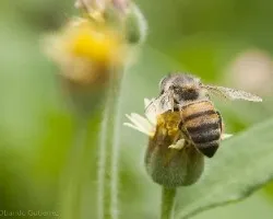 Abeja