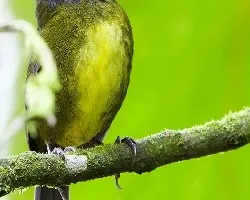 Arremon crassirostris