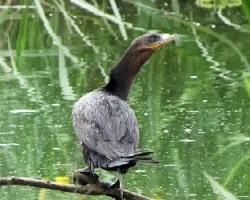 Phalacrocorax brasilianus