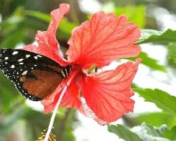 Amapola y mariposa,  .