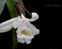 Orquídea (Sobralia)