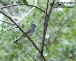 Myiarchus tyrannulus