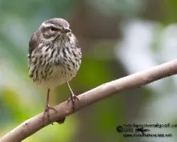 Parkesia noveboracensis