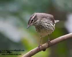 Parkesia noveboracensis