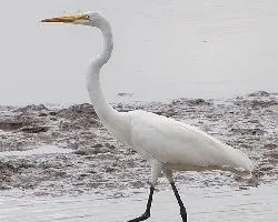 Ardea alba