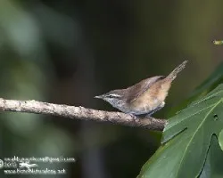 Thryothorus modestus