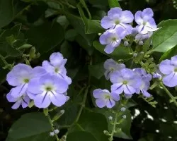Duranta erecta