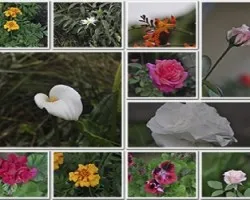 Collages de flores