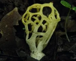 Clathrus chrysomycelinus