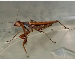 Mantis religiosa