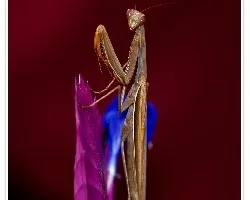 Mantis religiosa