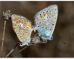 Plebejus argus