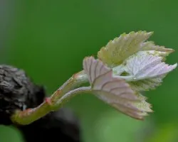 Vitis vinifera