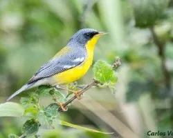 Parula pitiayumi