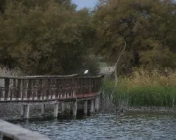 Camino sobre el agua y garza
