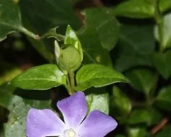 Vinca minor