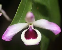 Dendrobium nobile