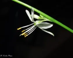 Chlorophytum comosum