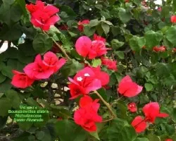 Bougainvillea glabra