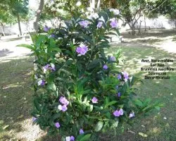 Brunfelsia pauciflora