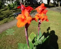 Canna generalis