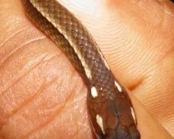 Coniophanes fissidens