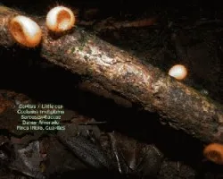 Cookeina tricholoma  