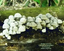 Coprinus disseminatus