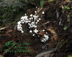 Coprinus sp